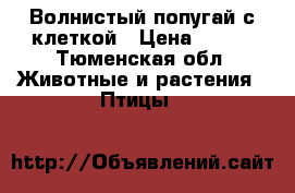 Волнистый попугай с клеткой › Цена ­ 500 - Тюменская обл. Животные и растения » Птицы   